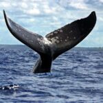 Samaná: Catamaran Cruise with Bacardi Island Visit - FAQ