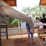 Samui: Feeding Program at the Elephant Home Nursery - What to Expect from the Tour