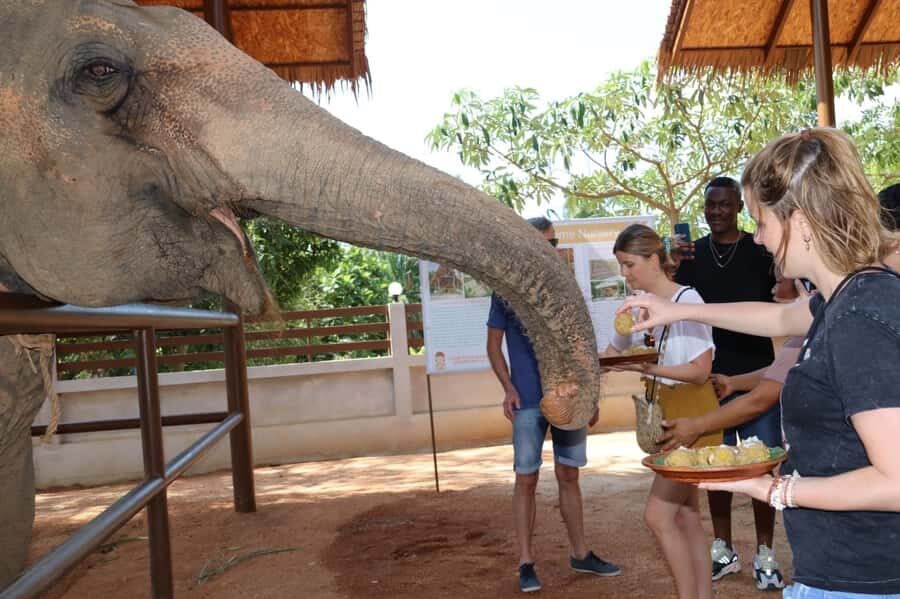 Samui: Feeding Program at the Elephant Home Nursery - What to Expect from the Tour