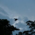 Sandakan: 2D1N Sukau Rainforest Wildlife Journey and Cruises - What Makes This Tour Valuable?