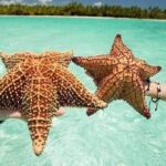 Saona Island Tour from Punta Cana All Inclusive - Pickup and Early Stops