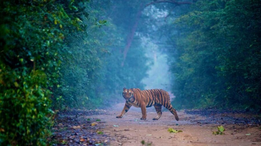 Sariska & Jhalana Escape from Delhi: One Day, Two Safaris - What Sets This Tour Apart?