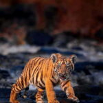 Sariska Tiger Reserve: Gypsy & Canter jungle Safari Transfer - Who Should Consider This Safari?
