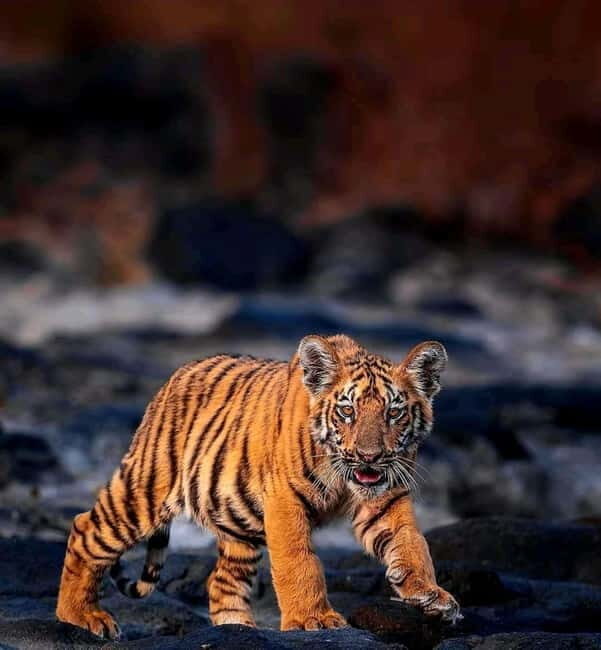 Sariska Tiger Reserve: Gypsy & Canter jungle Safari Transfer - Who Should Consider This Safari?