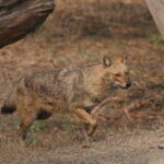 Sariska Tiger Reserve Tour Of India - The Sum Up