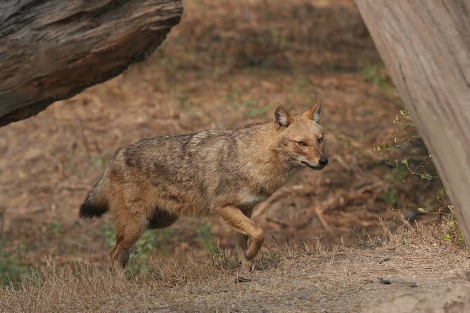 Sariska Tiger Reserve Tour Of India - The Sum Up