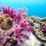 Scuba Diving in Phuket  4-Day 3-Night Experience - A Detailed Look at the 4-Day Itinerary