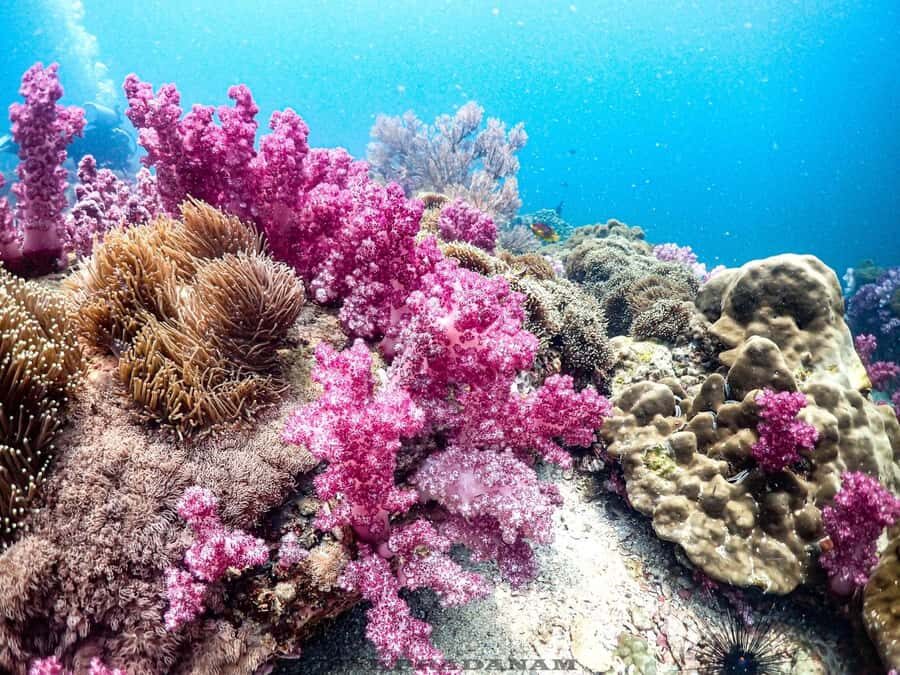 Scuba Diving in Phuket 4-Day 3-Night Experience - A Detailed Look at the 4-Day Itinerary