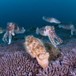 Scuba diving in Yakushima! (Guided Fun Diving for Licensed Guests) - The Value of the Tour