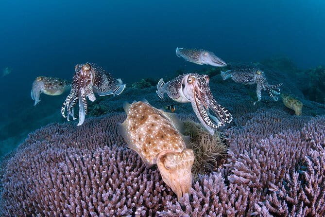 Scuba diving in Yakushima! (Guided Fun Diving for Licensed Guests) - The Value of the Tour