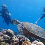 Scuba Diving Menjangan Island - Why This Tour Works for You