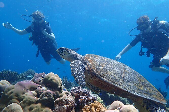 Scuba Diving Menjangan Island - Why This Tour Works for You