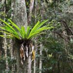 Sea Acres National Park: Aboriginal cultural tour - The Value Proposition