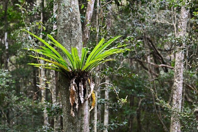 Sea Acres National Park: Aboriginal cultural tour - The Value Proposition