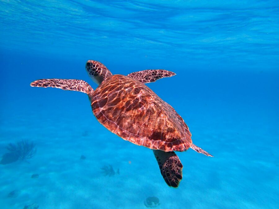 A green sea turtle gliding through clear tropical water over a coral reef