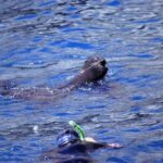 Seal Swimming Tour from Kaikoura - The Value of the Tour: Is It Worth It?