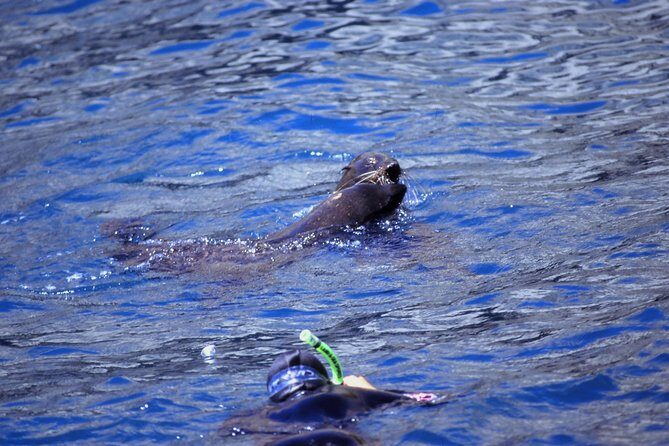 Seal Swimming Tour from Kaikoura - The Value of the Tour: Is It Worth It?