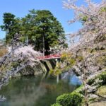 Seasonal Splendor  Kyoto Cherry Blossoms (Spring Only) - An In-Depth Look at the Kyoto Cherry Blossom Tour
