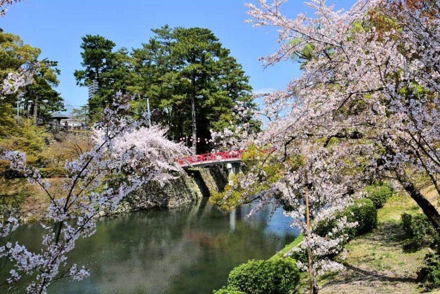 Seasonal Splendor  Kyoto Cherry Blossoms (Spring Only) - An In-Depth Look at the Kyoto Cherry Blossom Tour