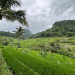 Selogriyo Temple Coffee Processing & Village Trekking Tour - Practical Details and Considerations
