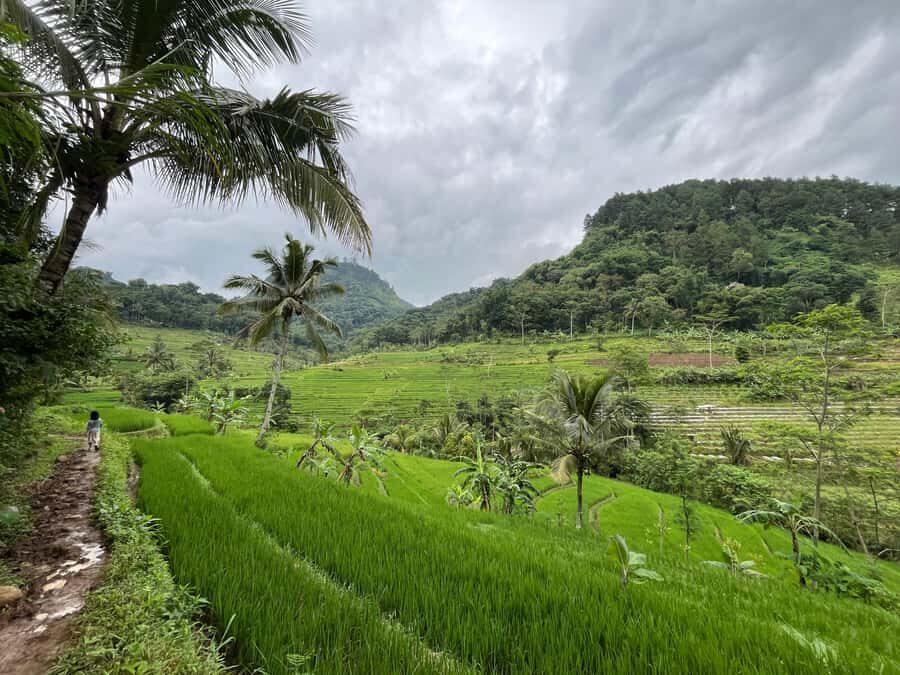 Selogriyo Temple Coffee Processing & Village Trekking Tour - Practical Details and Considerations