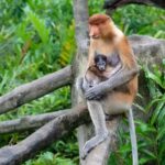 Semporna: Mangrove Cruise, Fireflies, Dinner & Transfer - The Sunset: A Moment to Remember