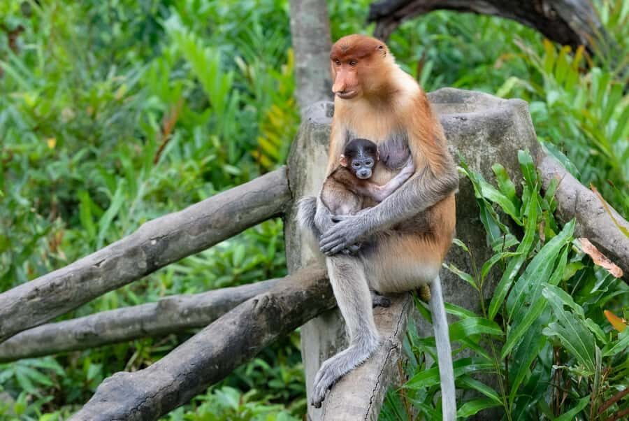 Semporna: Mangrove Cruise, Fireflies, Dinner & Transfer - The Sunset: A Moment to Remember