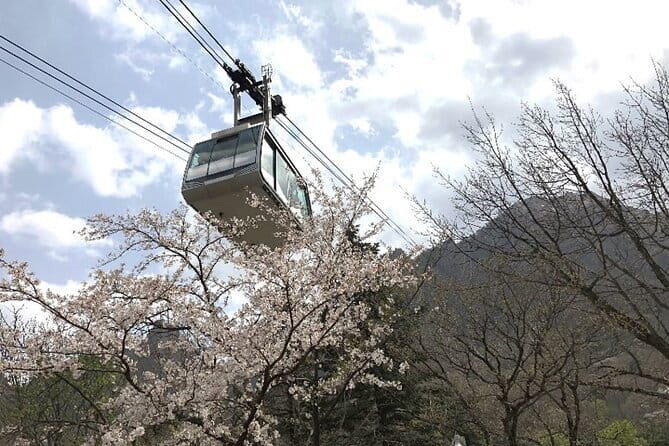 Seoraksan and Cherry Blossom Lake 1 day trip from Seoul - Practical Tips for Potential Travelers