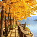 Seoul: Alpaca World & Nami Island (opt. Gangchon Railbike) - Nami Island: Nature’s Canvas