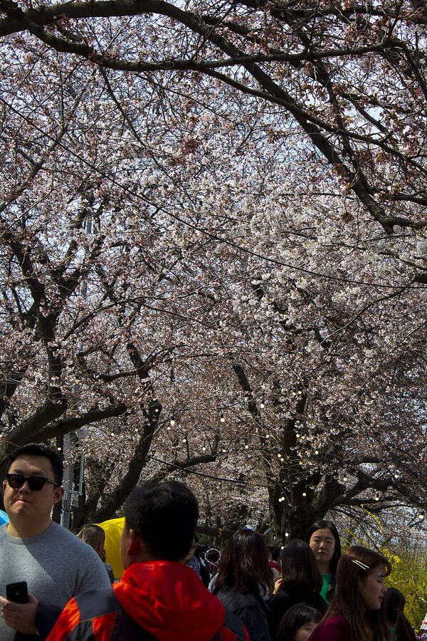 Cherry blossoms in Yeouido Park Seoul