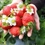 Seoul: Taean Tulip Festival and Strawberry Picking Day Tour - Practical Aspects and Tips