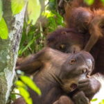 Sepilok Orangutan & Sun Bear Half-Day Tour | Sandakan - An In-Depth Look at the Tour Experience