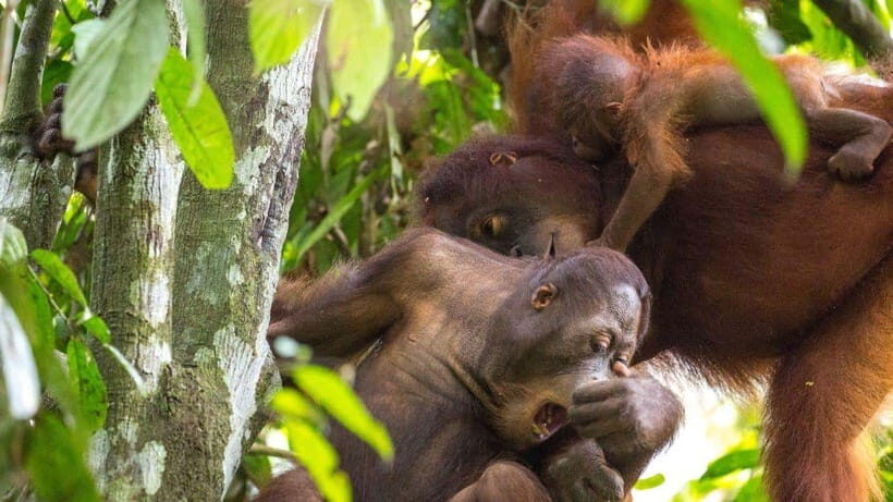 Sepilok Orangutan & Sun Bear Half-Day Tour | Sandakan - An In-Depth Look at the Tour Experience