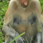 Sepilok OrangUtan, Sun Bear & Labuk Bay Full Day Trip - The Value of the Experience