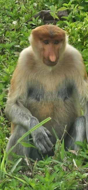 Sepilok OrangUtan, Sun Bear & Labuk Bay Full Day Trip - The Value of the Experience