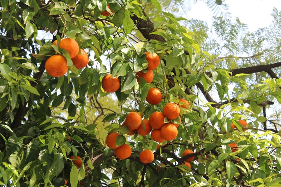 Ripe Seville oranges on a tree in winter sunshine