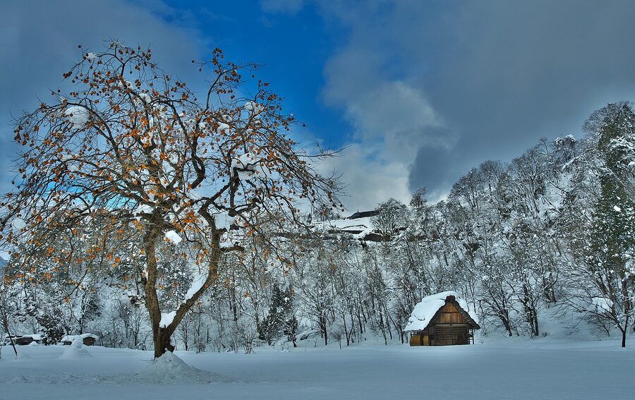 Shirakawa-go thatched roof house in winter with persimmons