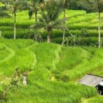 Shore Excursion Cruise Ship From Celukan Bawang Port - What to Expect from the Tour