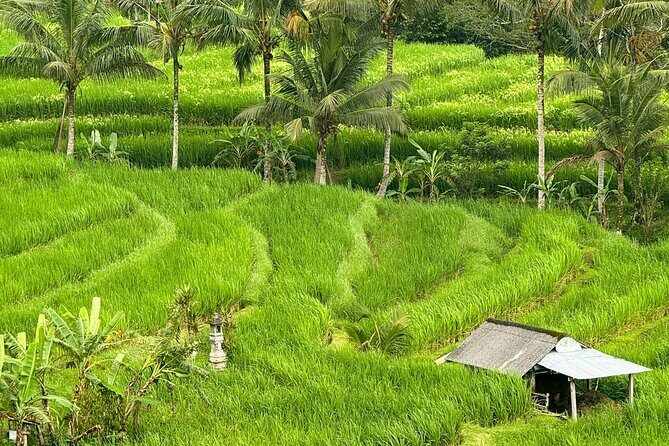 Shore Excursion Cruise Ship From Celukan Bawang Port - What to Expect from the Tour