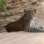 Shore Excursion Hambantota: Small Group Yala National Park - An In-Depth Look at the Yala Safari Experience