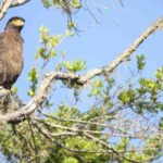 Shore Excursion Hambantota: Small Group Yala National Park - Value for Money