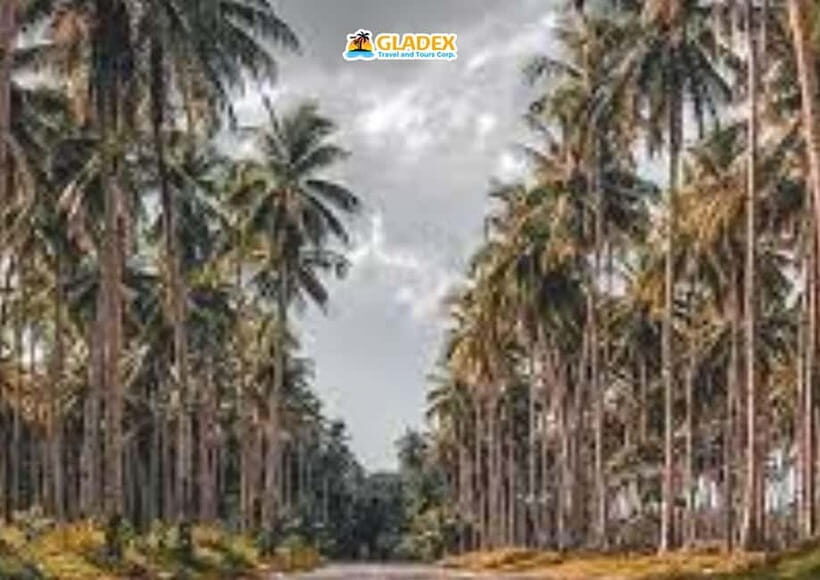 Siargao: Land Tour - An In-Depth Look at the Siargao Land Tour