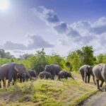 Sigiriya Fortress and best Wildlife Safari Tour - Transportation & Group Size