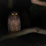 Sigiriya: Night Animal Watching Tour with Guide - Exploring the Night World Near Sigiriya