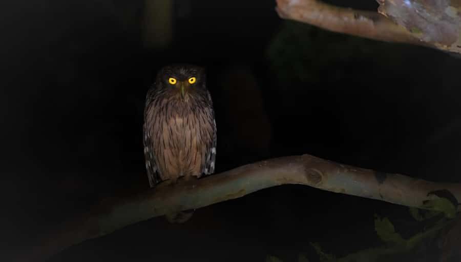 Sigiriya: Night Animal Watching Tour with Guide - Exploring the Night World Near Sigiriya