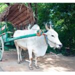 Sigiriya: Village Tour with Bullock Cart Ride & Lunch - Value and Price Analysis