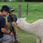 Silverstream Alpaca Farm Tour with Feeding and Guide - Tour Duration and Schedule