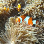 Similan Islands One day Tour All Excluxive by Power Catamaran - Potential Drawbacks to Keep in Mind