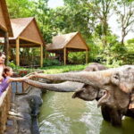 Singapore Zoo: 1-Day Entrance E-Ticket - Practical Considerations and Tips