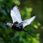 Sinharaja Rain forest Birdwatching Tour (Pickup Includes) - Exploring the Sinharaja Rainforest Birdwatching Tour